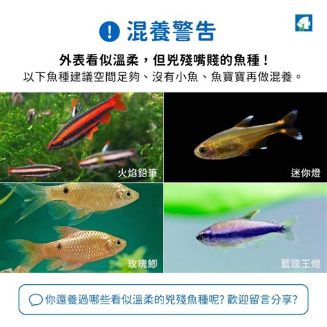 燈魚 混養|千萬別亂買！建立觀賞魚混養觀念｜水族箱姊弟－水族 